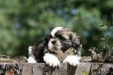 SHIH TZU 353
